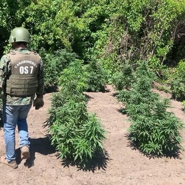 Colbún: Carabineros de OS7 incautan plantación de marihuana