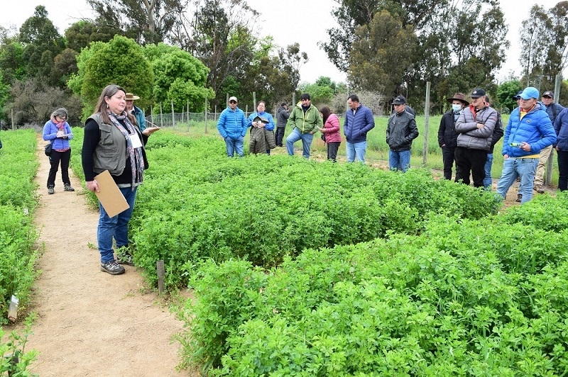   Más de 600 productores en Día de Campo de INIA en Cauquenes