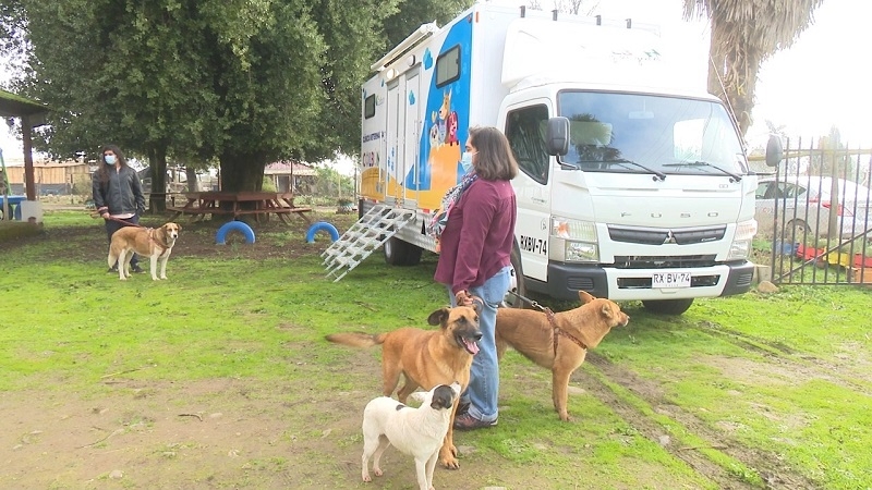 Municipalidad de Colbún continúa entregando atención a mascotas con clínica veterinaria móvil 