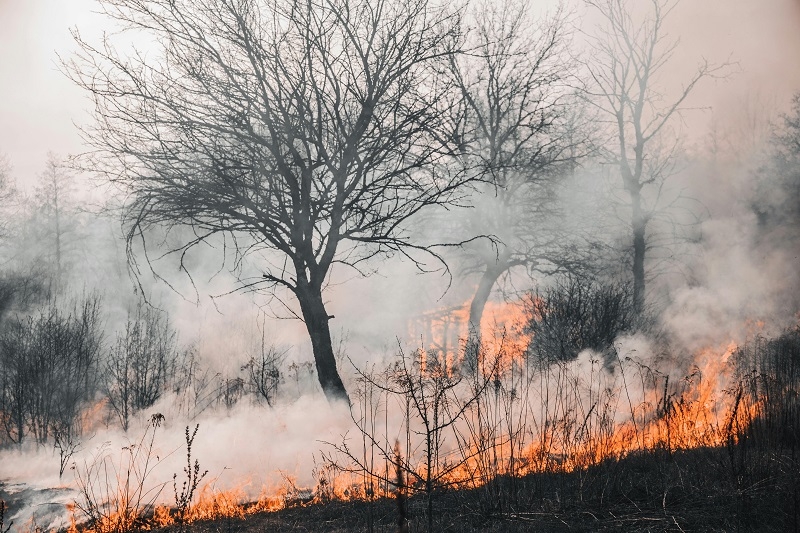 Experta UDD explica cómo se puede reducir el riesgo de grandes incendios forestales