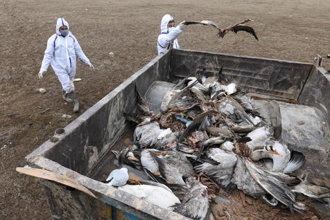 Encuentran decenas de aves muertas en costas de Valdivia y Mariquina: SAG indaga las causas