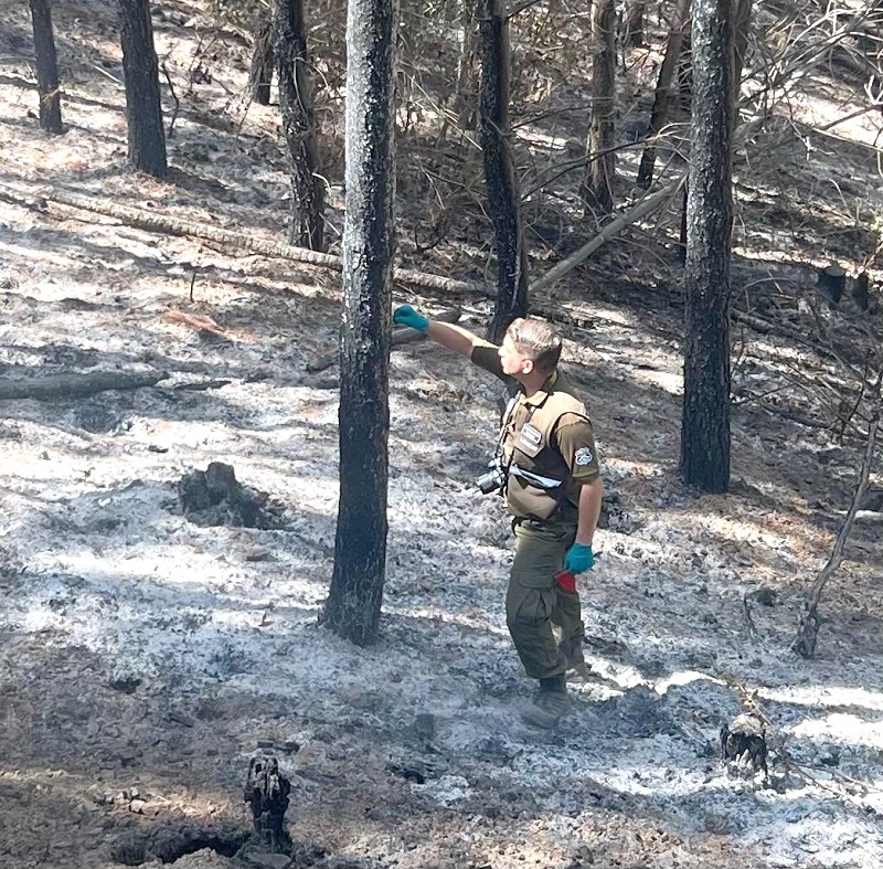 Labocar investiga causa de incendio forestal “La Montaña” en la Provincia de Cauquenes