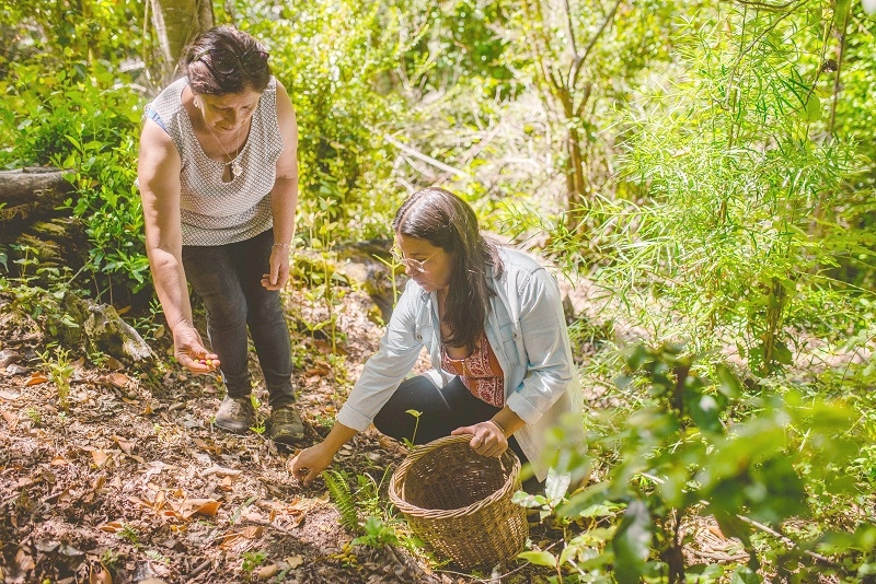 Lanzan libro que reúne historias en torno al oficio de la recolección silvestre