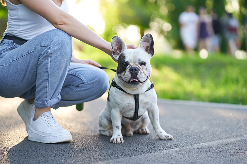 La importancia de desparasitar a mascotas en verano para prevenir graves riesgos a su salud