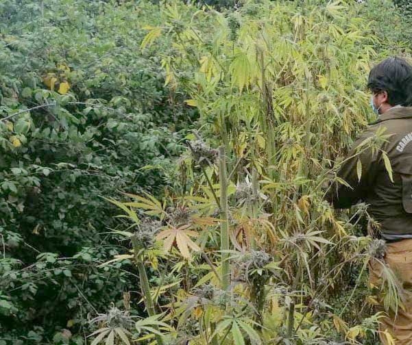 Retiro: Carabineros detectó plantas de marihuana en el sector rural de Piguchén