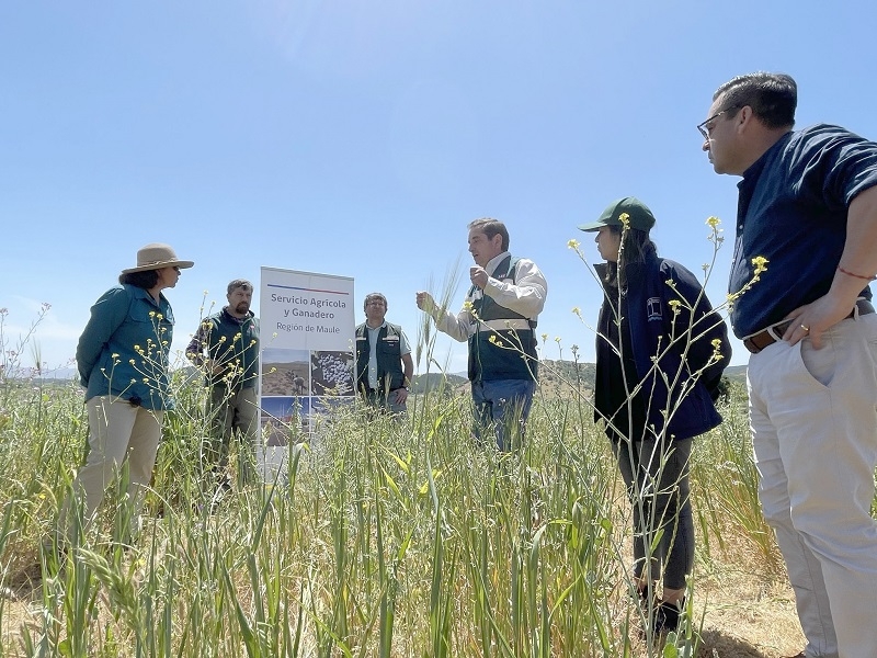 Programa de recuperación de suelos SAG 2021 – 2022: Pradera en el secano interior y costero fue visitada por autoridades como cierre de temporada