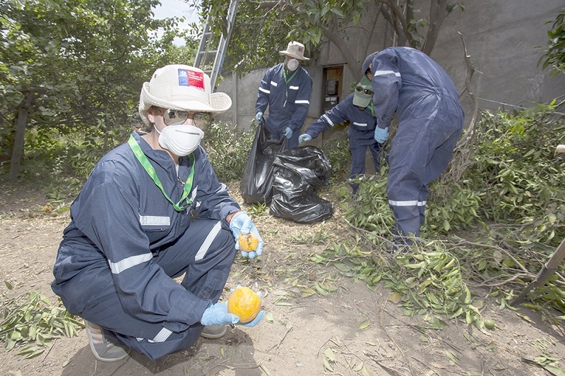 SAG informa avances significativos en las campañas de erradicación de mosca de la fruta