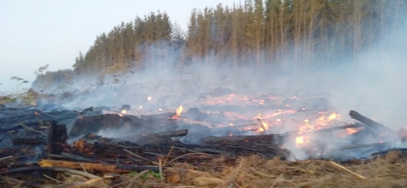 Longaví : Intensificaron despliegue por incendio  forestal en sector La Amalia