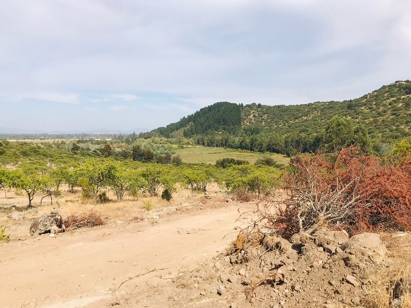 Gobierno Regional del Maule invita a participar en la consulta ciudadana del Anteproyecto del Plan de Acción Regional de Cambio Climático