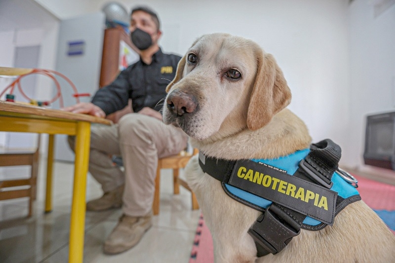 PDI entrega 5 recomendaciones para cuidar a perros durante las bajas temperaturas