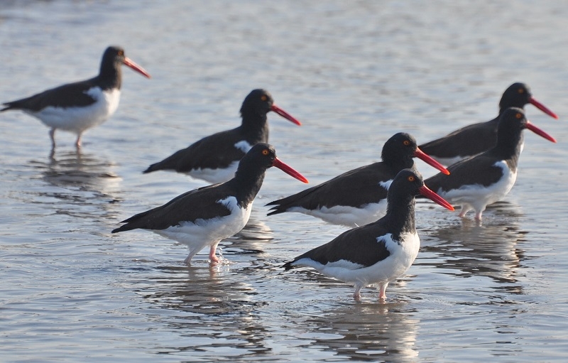 Área Mataquito-Huenchullamí obtiene reconocimiento internacional por condiciones de hábitat para aves playeras  