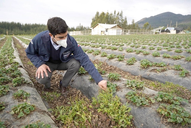  Se constituyen mesas de trabajo regionales para ir en apoyo de los productores de frutilla afectados por plaga 