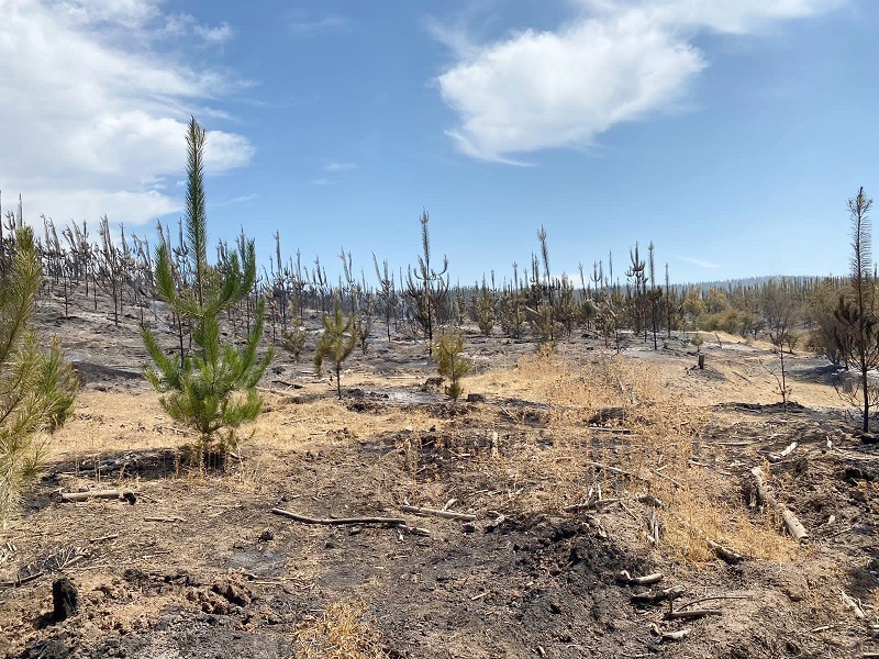 Incendios forestales: Delegación entregó detalles de situación en provincia de Linares