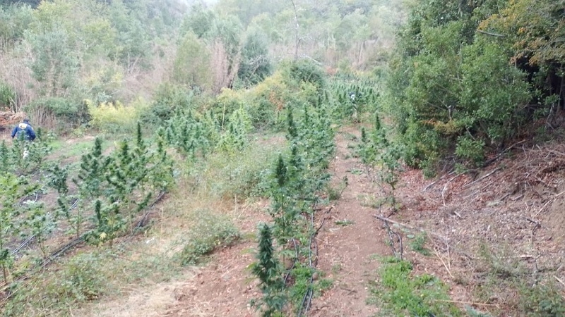  PDI erradicó plantación ilegal de marihuana en san clemente avaluada en 50 millones de pesos