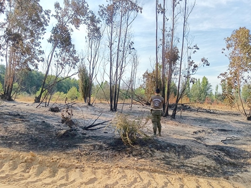 LABOCAR investiga causa de incendio forestal en la comuna de Parral