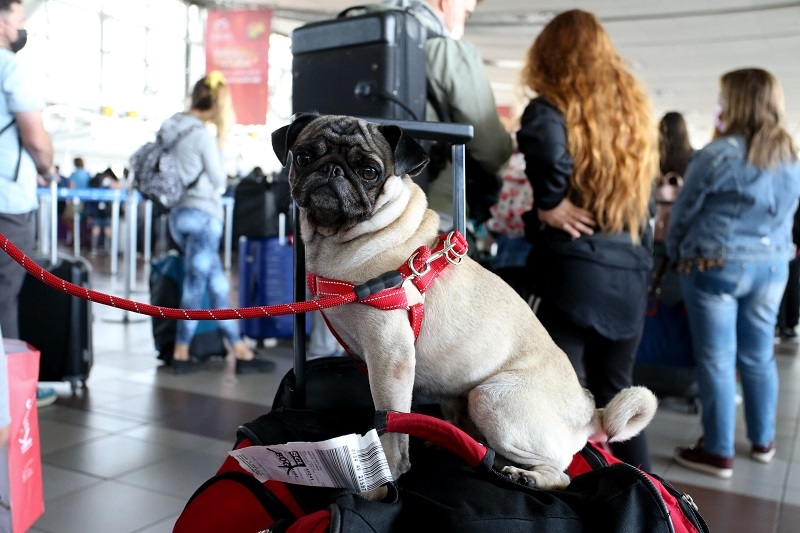 ¿Vacaciones con o sin mascotas?: recomendaciones para tomar la mejor decisión