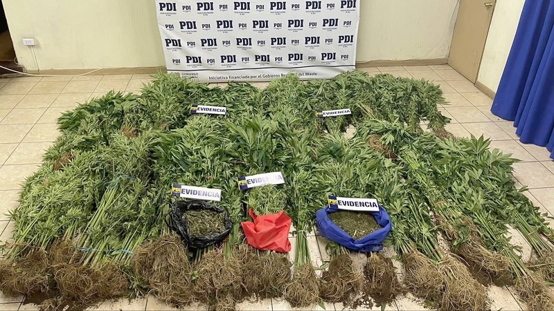 Cauquenes: PDI incautó cerca de 500 millones de pesos de marihuana en predio forestal