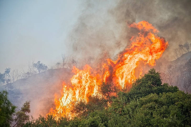 A partir de IA universidades desarrollan modelo predictivo de incendios forestales