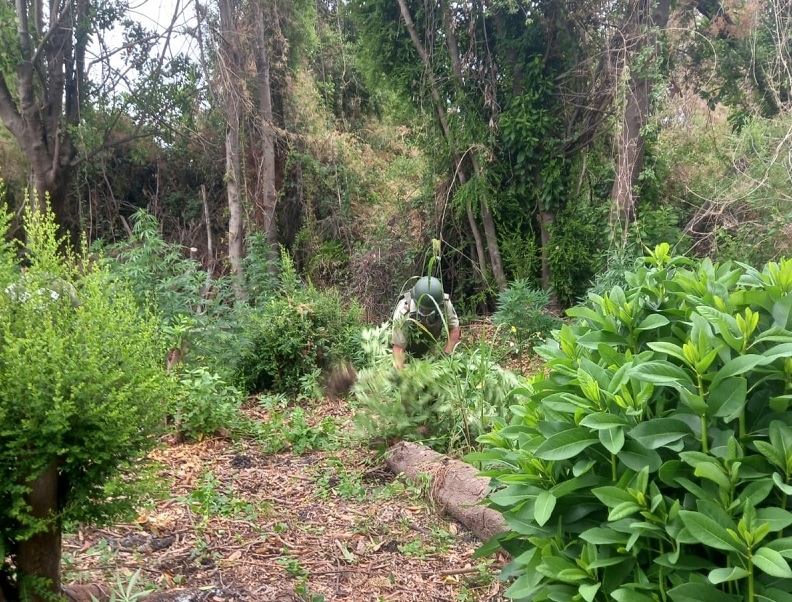 Villa Alegre: Carabineros decomisa 218 plantas de marihuana