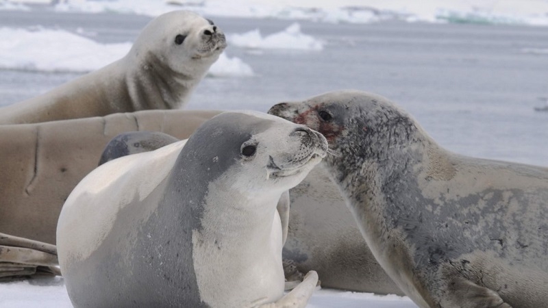 La foca de Weddell da información vital para estudiar el océano en la Antárica