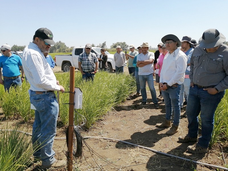 Implementación de riego por goteo en cultivos de arroz permitirá ahorrar un 60 % de agua