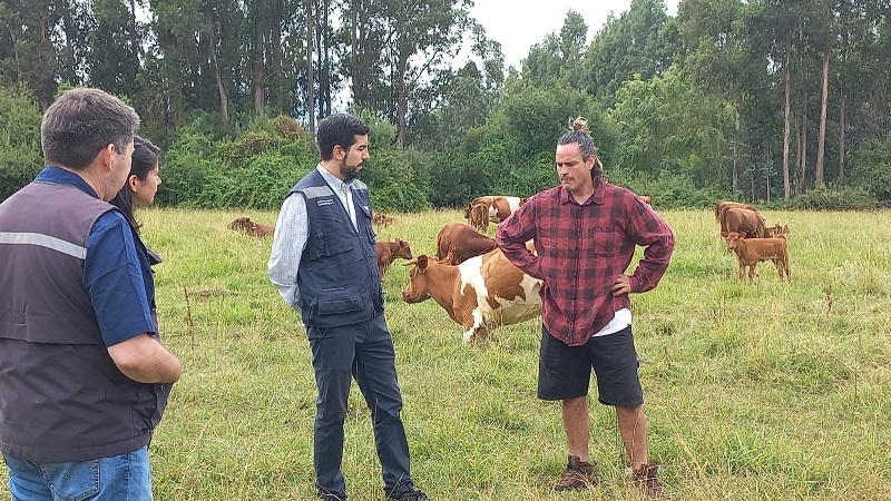 Ganadería regenerativa: productor de Colbún valora nueva “vida en el suelo” y destaca rentabilidad