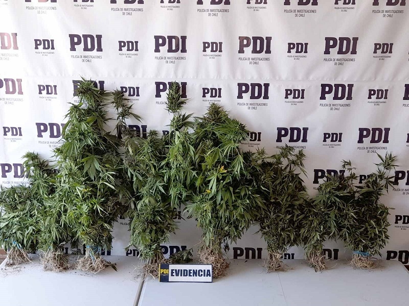 PDI detectó plantación de cannabis en sector rural de Parral