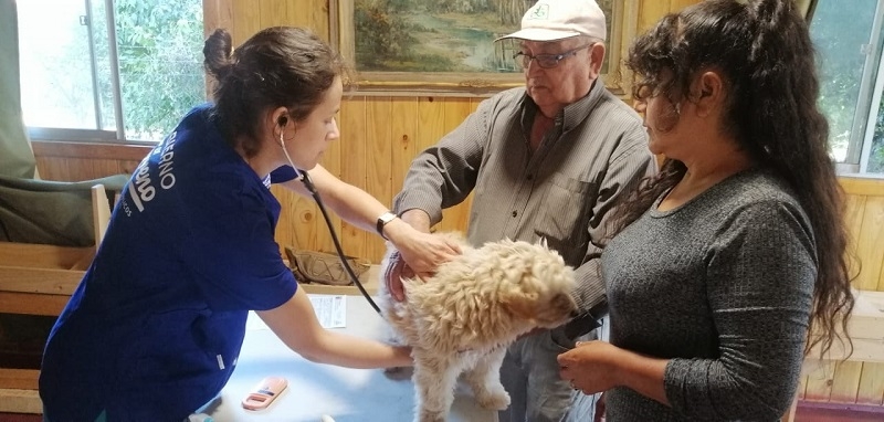 Exitoso operativo veterinario en el sector de Vega Ancoa
