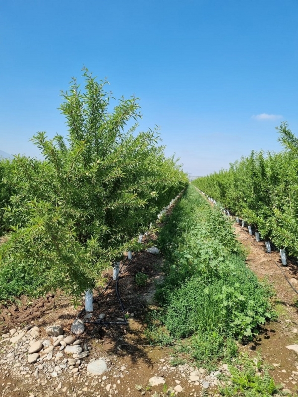 Diversificación Sostenible:  Nuevos Cultivos y Sistemas para la industria Vitivinícola