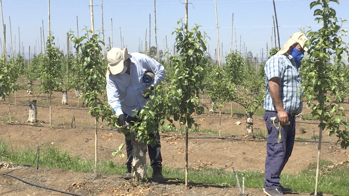 "Fertilizantes para Chile": Gobierno inicia entrega de doce mil toneladas de abono para beneficiar a más de 70 mil agricultores