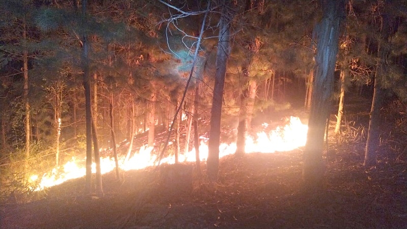 Pelluhue:  Incendio forestal afecta Reserva Pinares