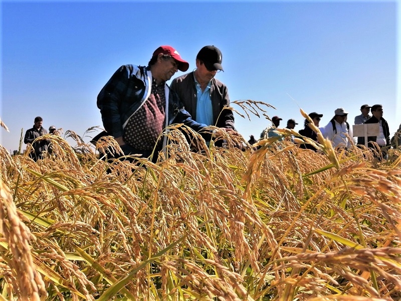  Investigadores de INIA presentaron nuevas modalidades en el cultivo del arroz ante escasez de agua