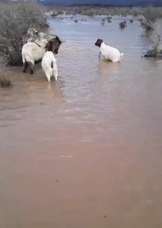 Linares: crianceros advierten de pérdida de animales por inundaciones tras temporales