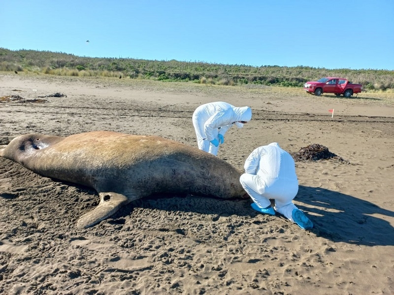 Sernapesca refuerza su gobernanza en la gestión de la influenza aviar de cara al segundo semestre 2023