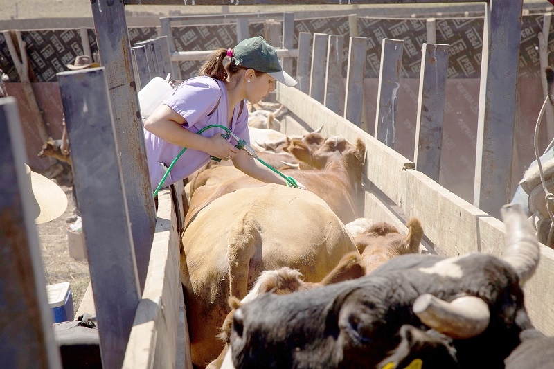 SAG modifica plazos de implementación del Sistema de Prescripción Electrónica de Antibióticos de uso veterinario