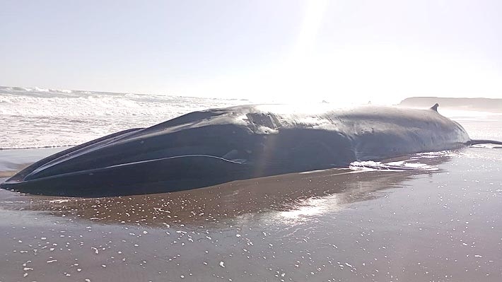 Realizan amplio operativo en playa de Huentelauquén tras varamiento de ballena de más de 23 metros: Mira las imágene