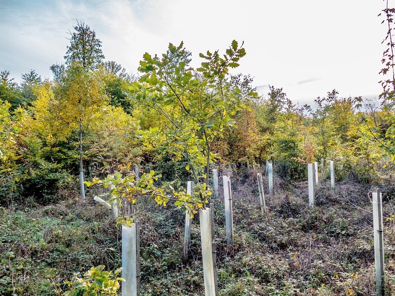 Desalinización y reforestación: simposio internacional abordó desafíos para la conservación del suelo