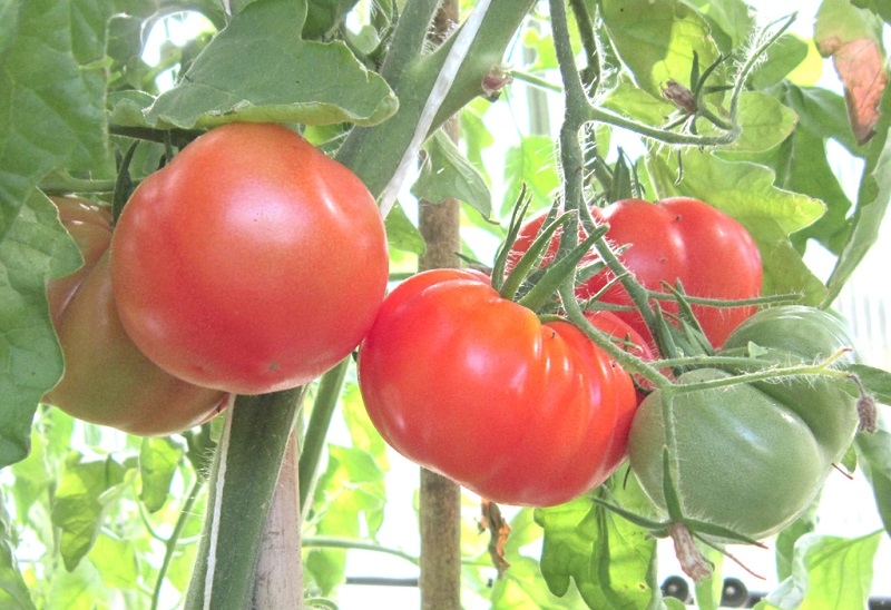 Conozca los tomates resistentes a sequía y salinidad