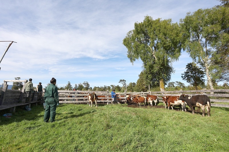 SAG hace positivo balance de la prescripción electrónica de antibióticos para animales en Chile