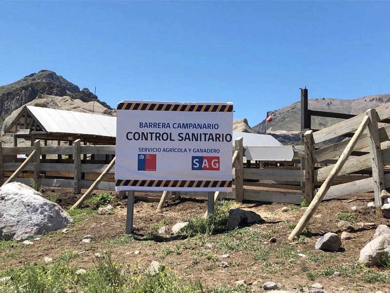 SAG aclara situación de animales en alta cordillera 