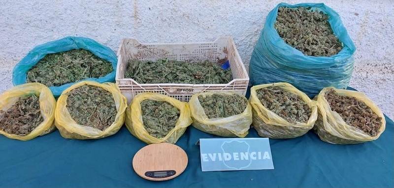 Madre e hijos detenidos por cultivo y tráfico de marihuana en Hualañé