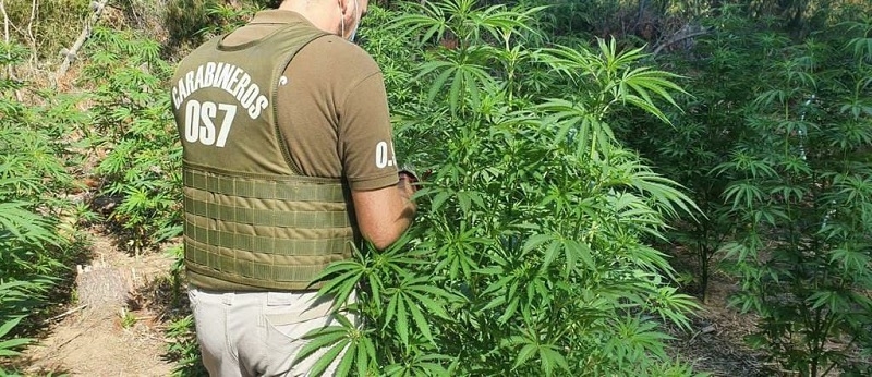 Pelluhue: Carabineros del OS7 incautó  241 plantas de cannabis sativa