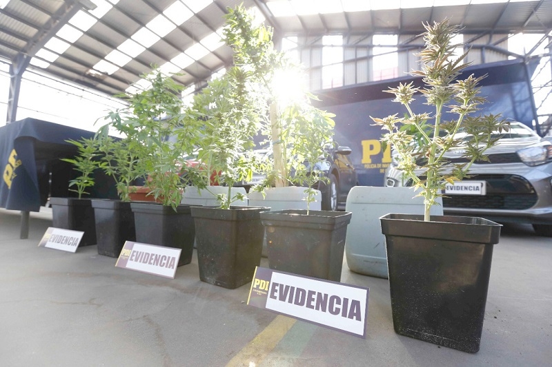 Linares: PDI detecta cultivo indoor de marihuana