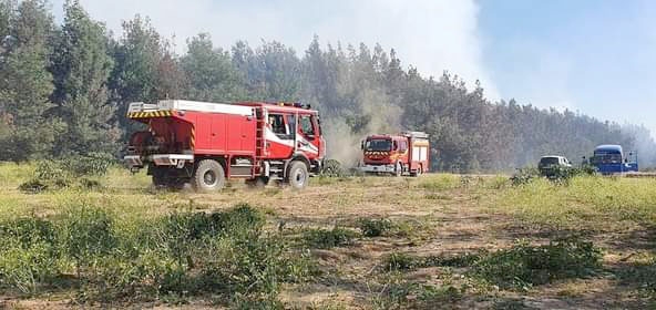 Intendente destaca positivo balance de incendios forestales en el Maule