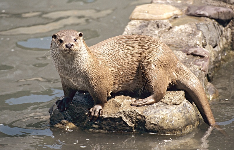 SERNAPESCA  informa primer caso de influenza aviar en especie lontra felina, popularmente conocida como Chungungo