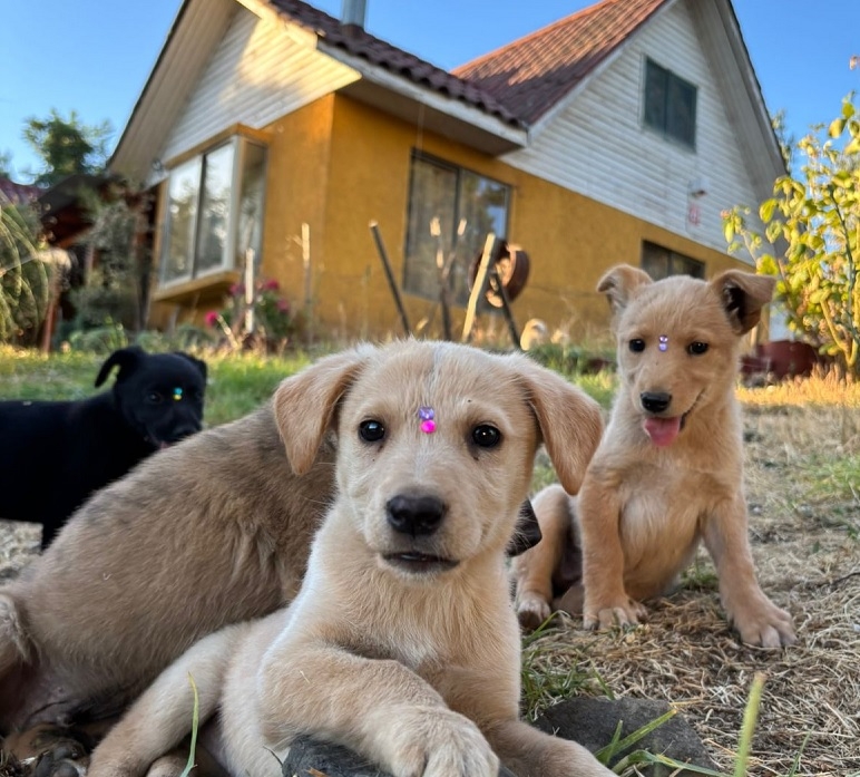 Jornada de adopción en Mall Curicó:  integra una mascota a tu hogar