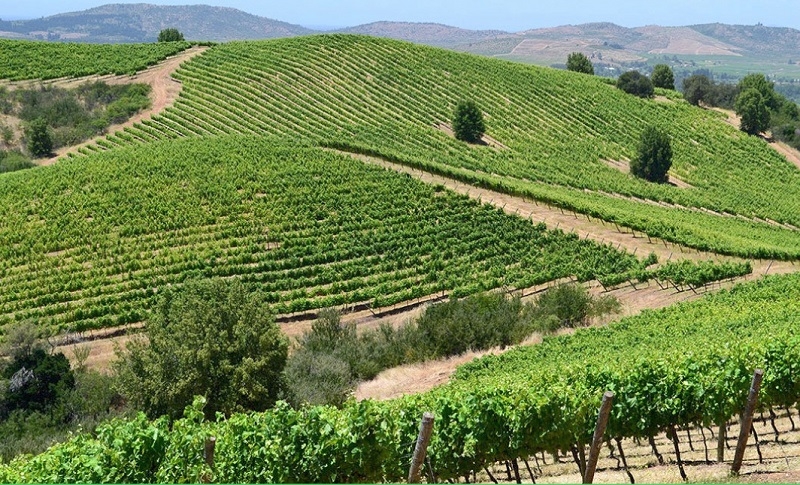 Evento capacitará emprendedores locales como agentes de cambio: Cumbre Agroregenera Maule 2024 profundizará en las oportunidades de la región para una agricultura sostenible frente al cambio climático