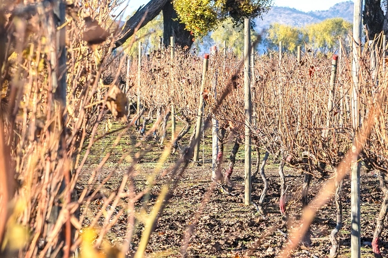 ¿Cómo afecta el cambio climático al vino chileno?