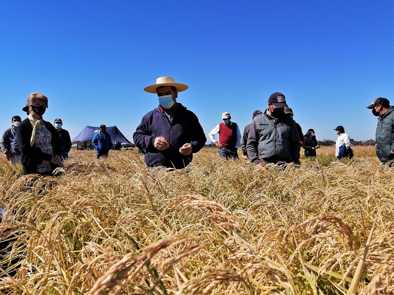 Arroz chileno supera en calidad y sustentabilidad a los importados sostiene investigadora INIA