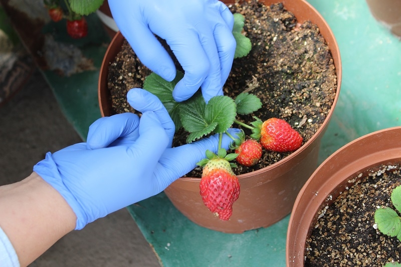 Seminario aborda el uso de la biotecnología para extender la vida útil de la frutilla en postcosecha